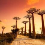 madagaskar baobab ağacları